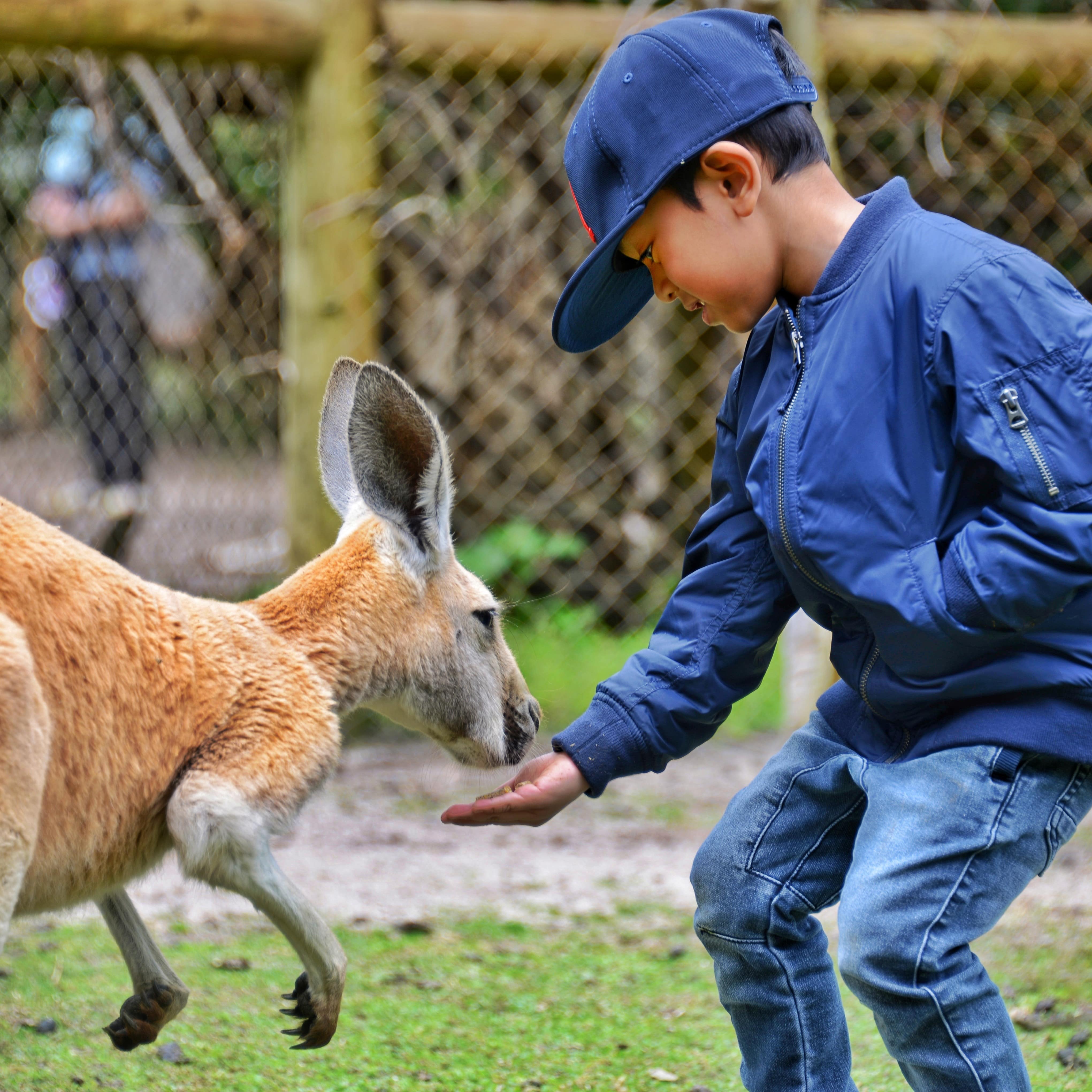 Boy feeding a kangaroo at the zoo