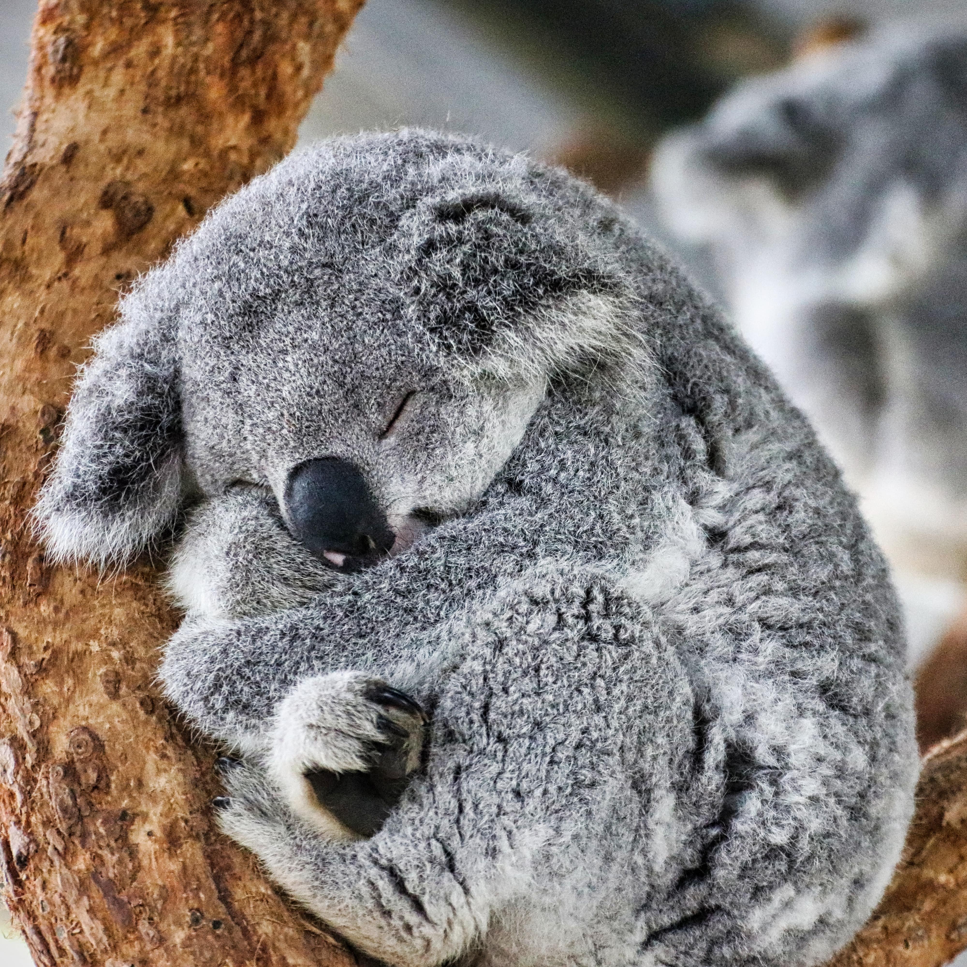 Koala sleeping in a tree