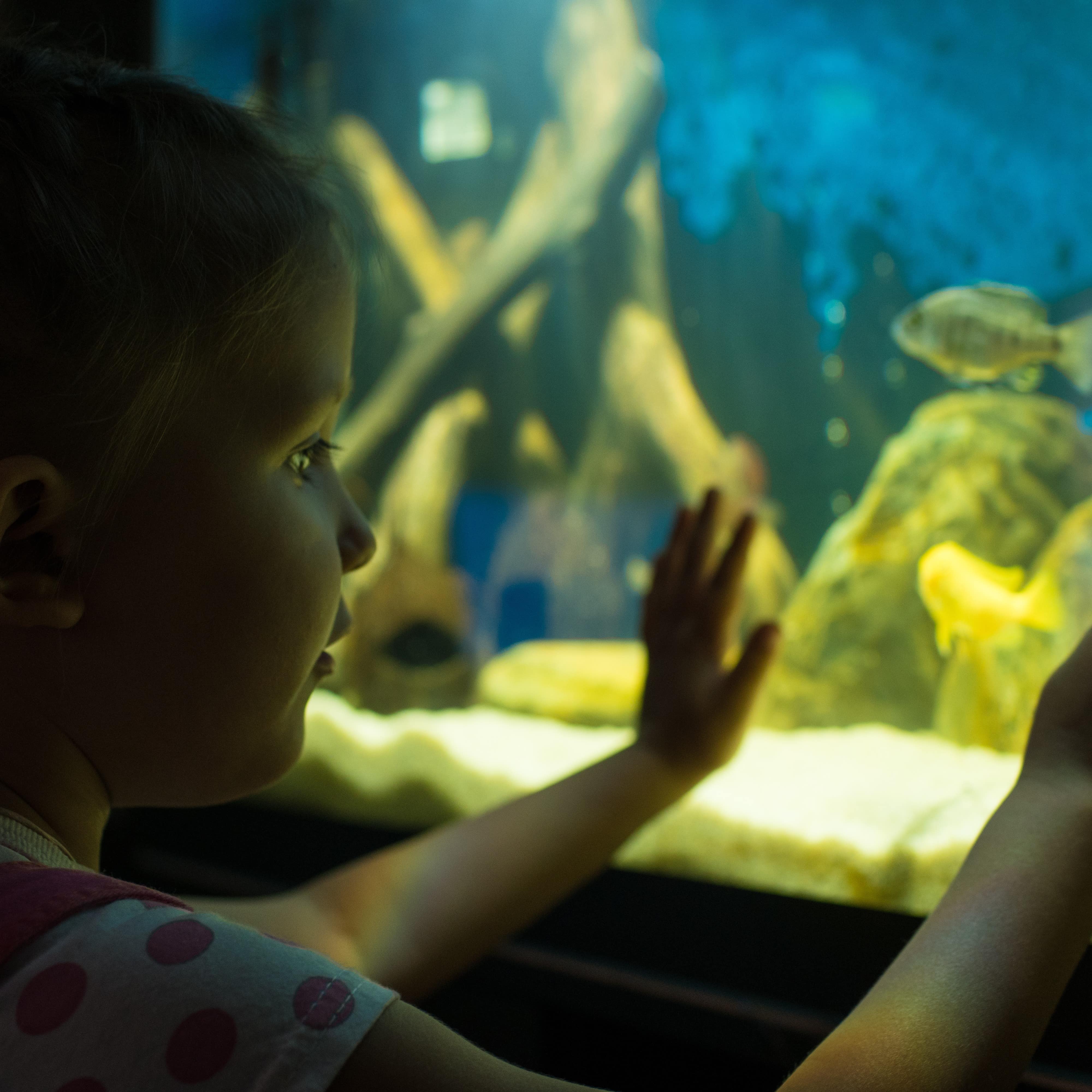 Little girl looking at small yellow fish in an aquarium