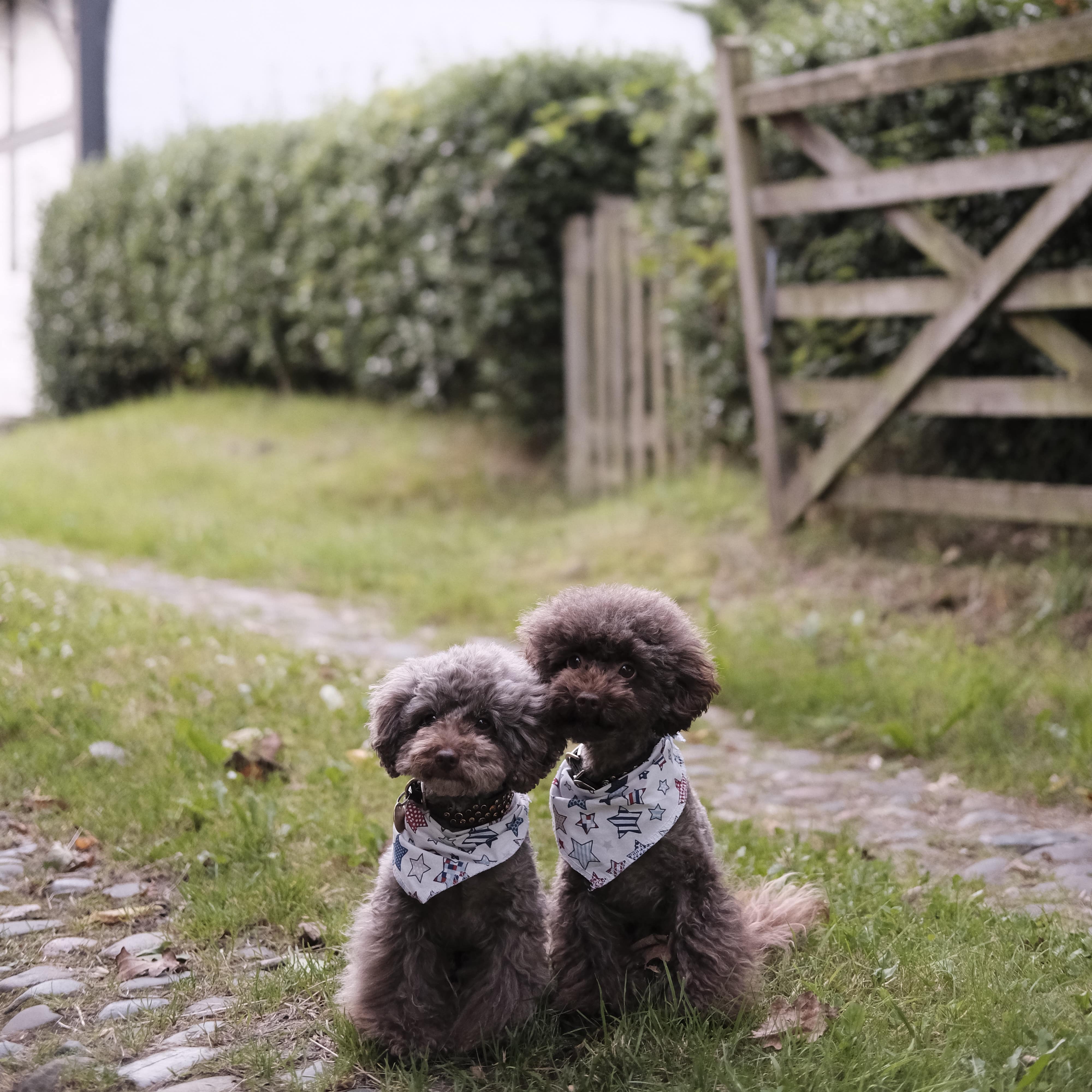 Two small brown poodles with white bandanas sit on cobbled path in front of tudor cottage