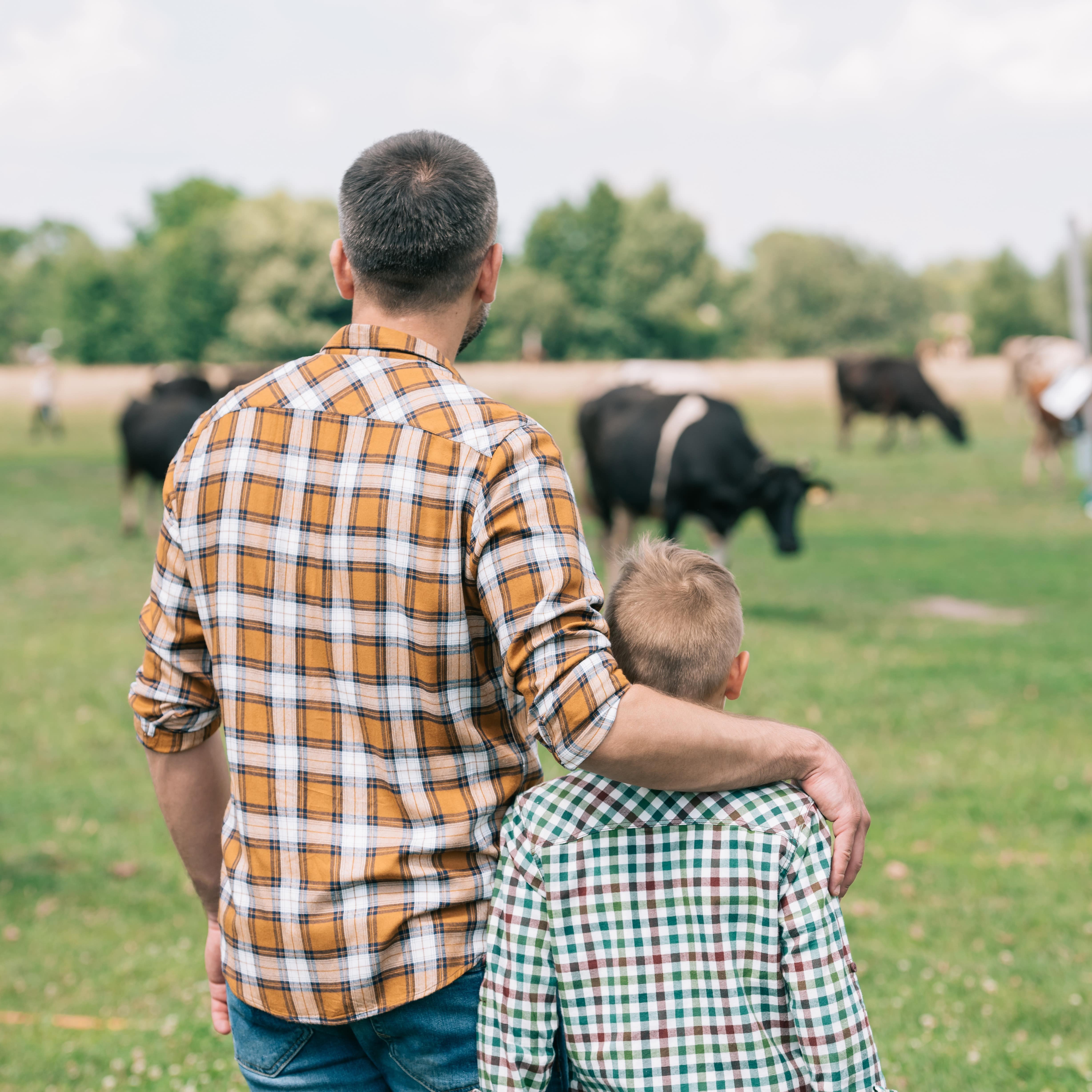 Back view of father and son standing together and looking at cows grazing on farm