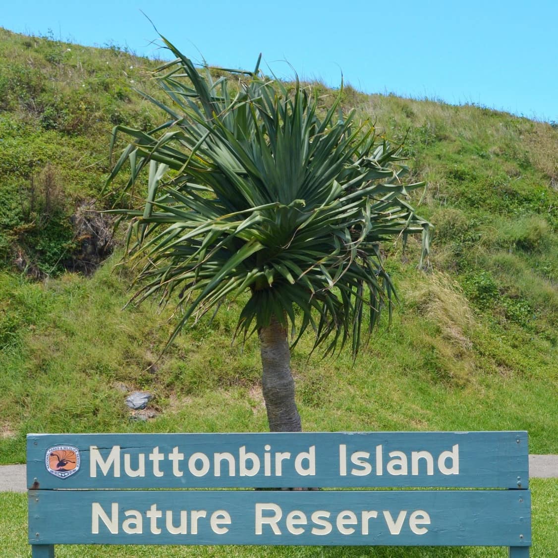 Entrance to Muttonbird Island Nature Reserve with palm tree, hill and blue sky in background
