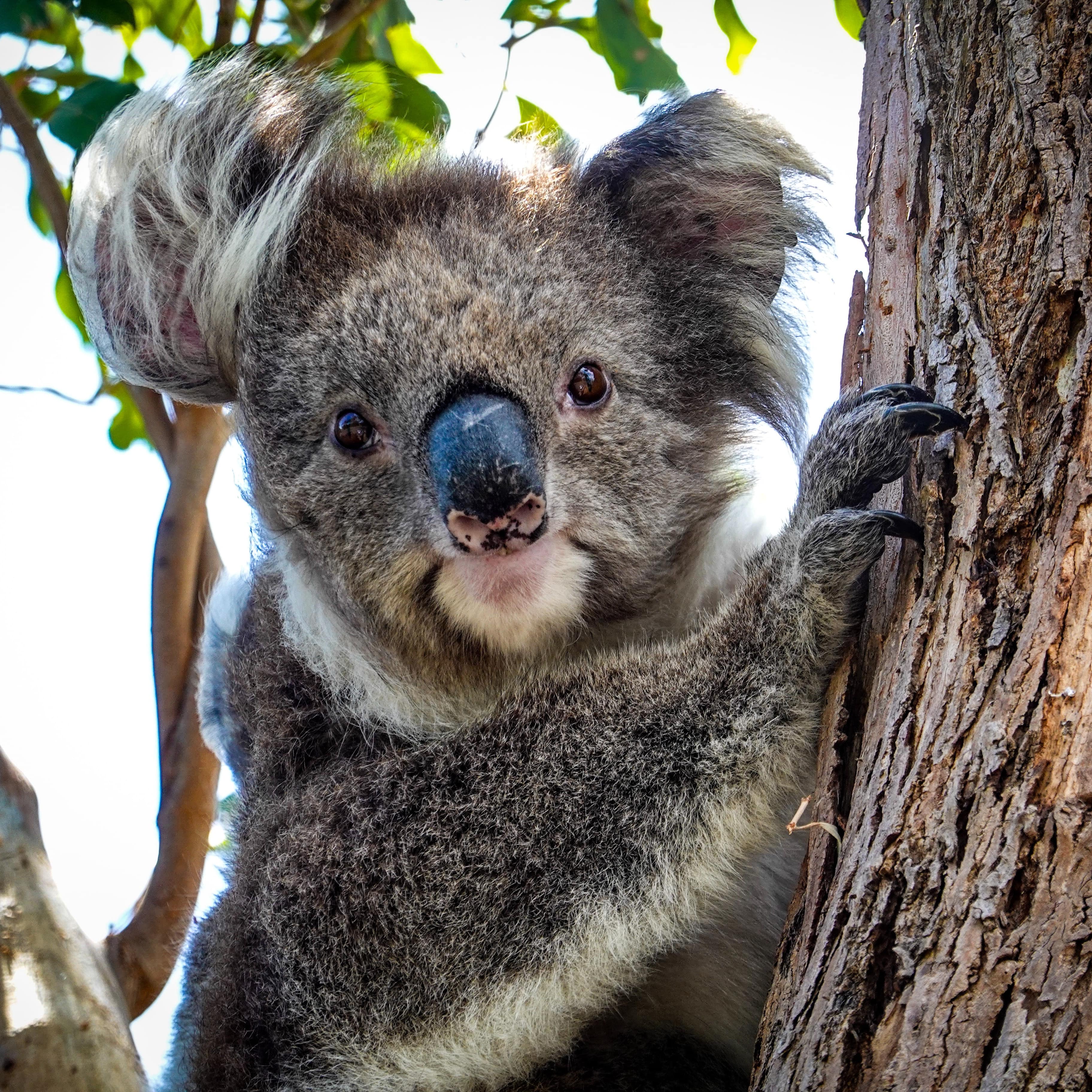 Close-up of a koala in a tree looking at the camera