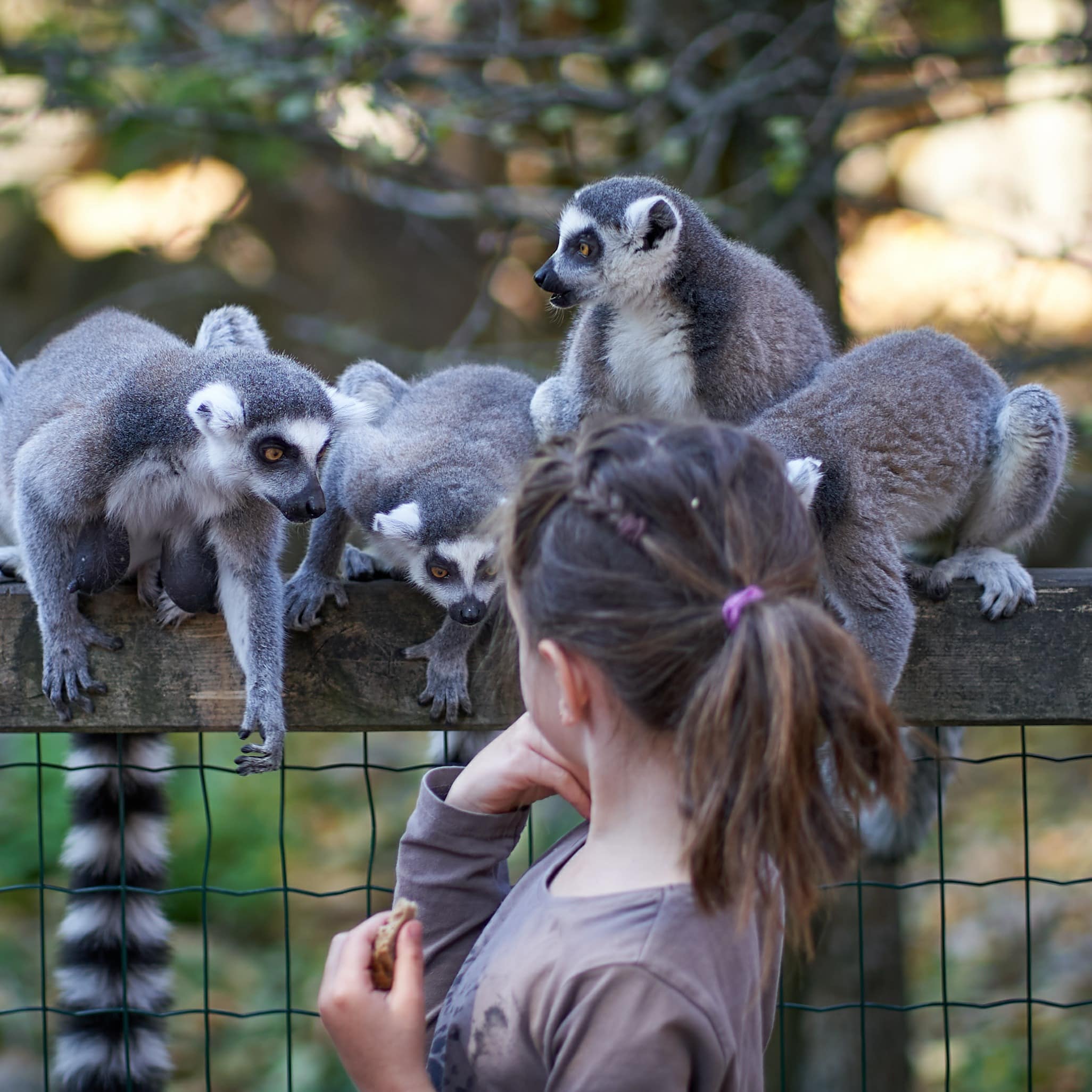 Rear view of girl looking at lemurs