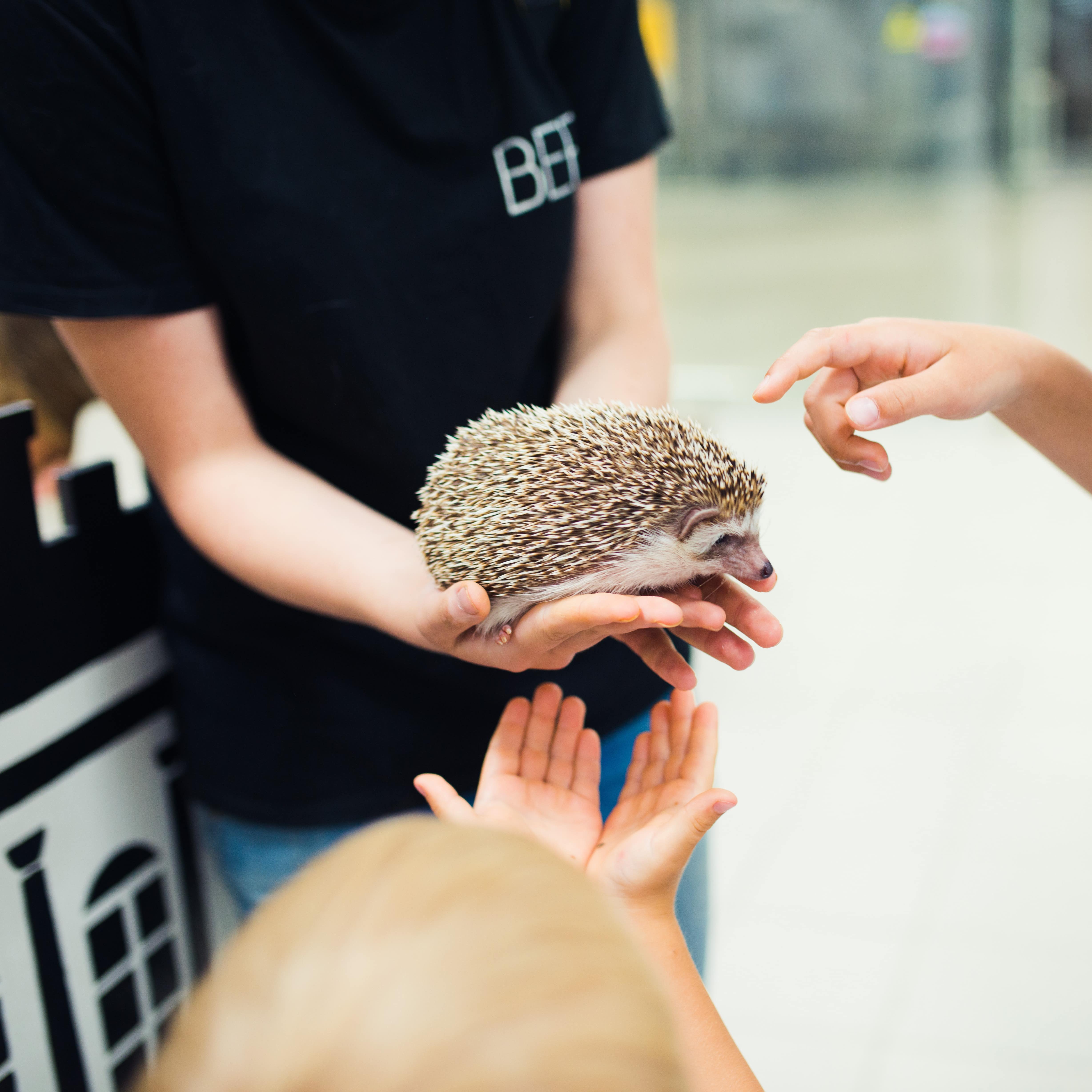 Petting a hedgehog at the zoo