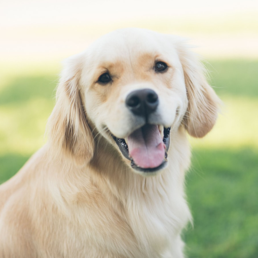 Golden retriever to the left of the image with a blurred green grass background