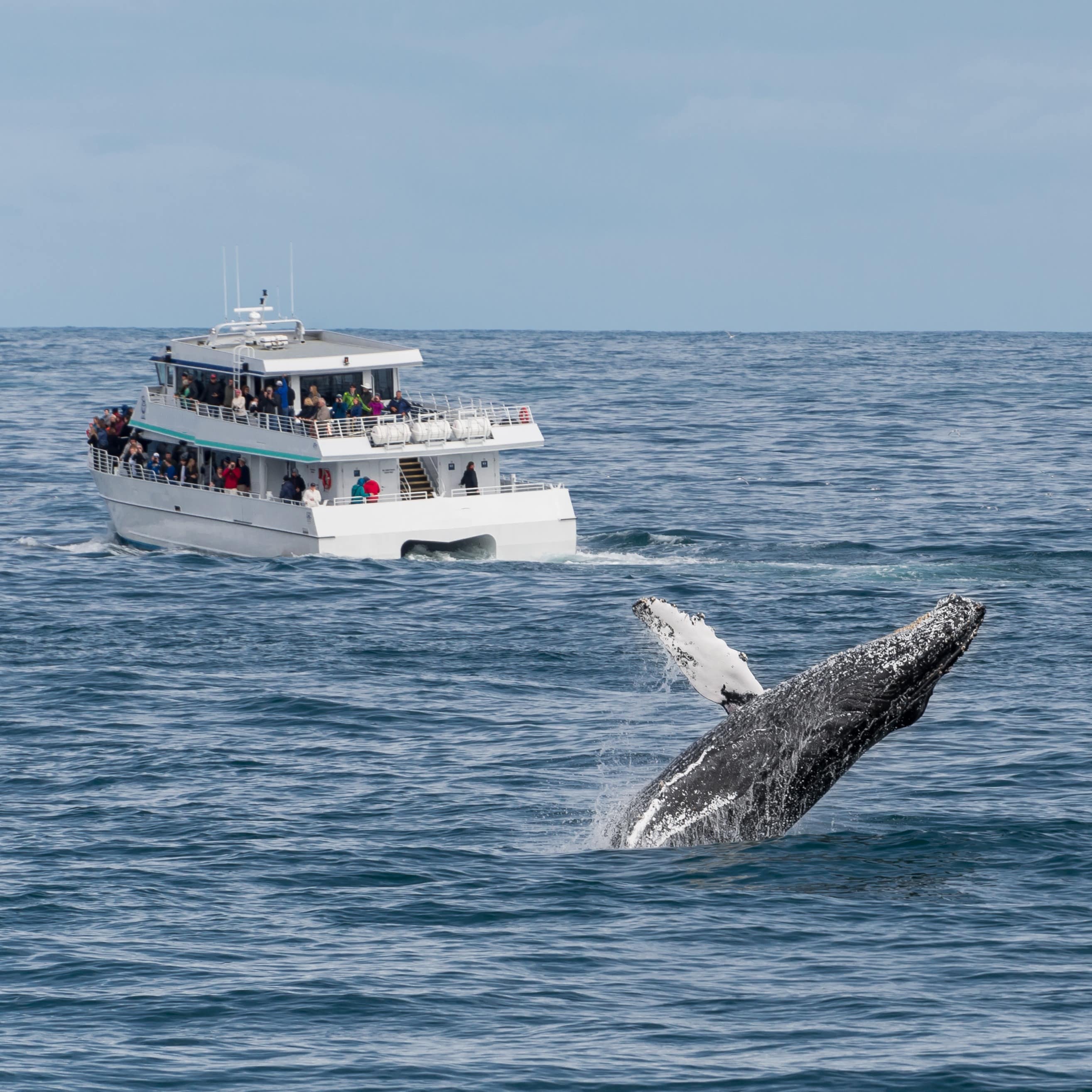 Tour boat of whale watchers with whale in foreground