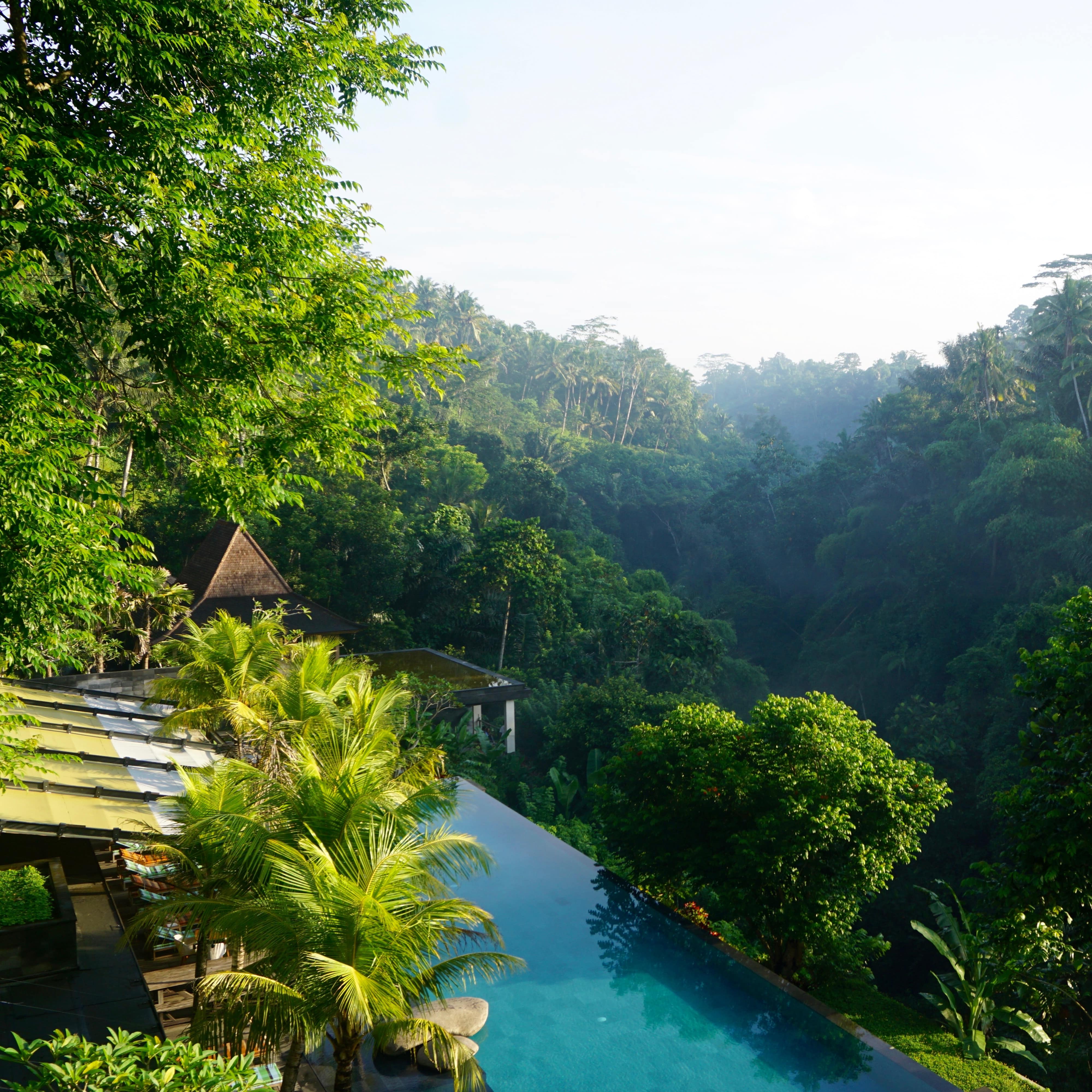 A blue infinity pool with palms at a villa on a hill overlooking the rainforest