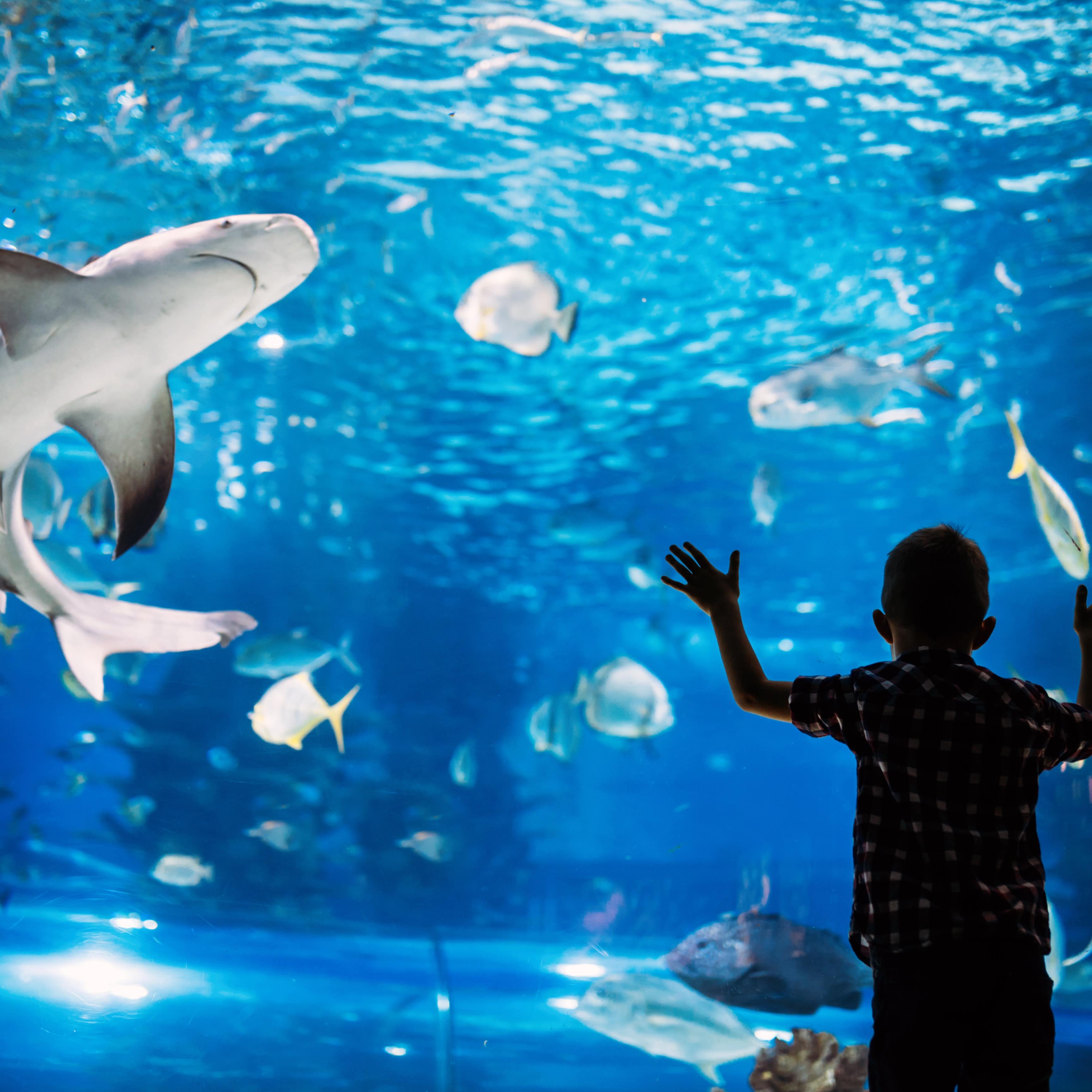 Back view of boy looking at fish in aquarium