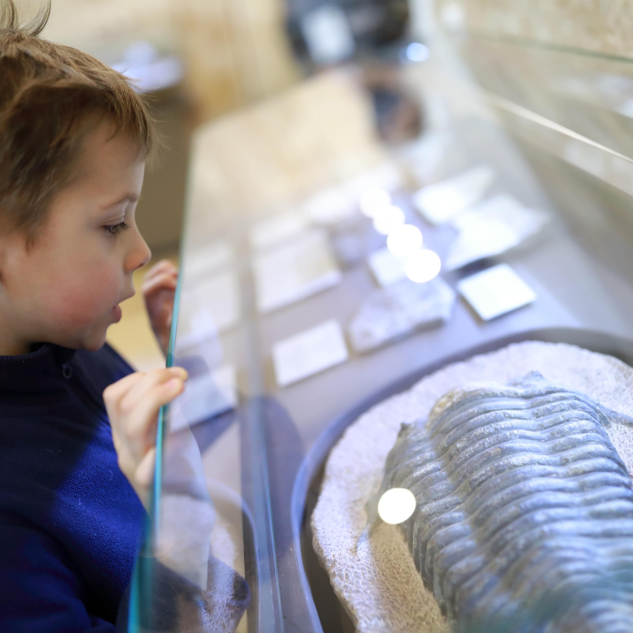 Young boy in museum examines ancient petrified mollusc