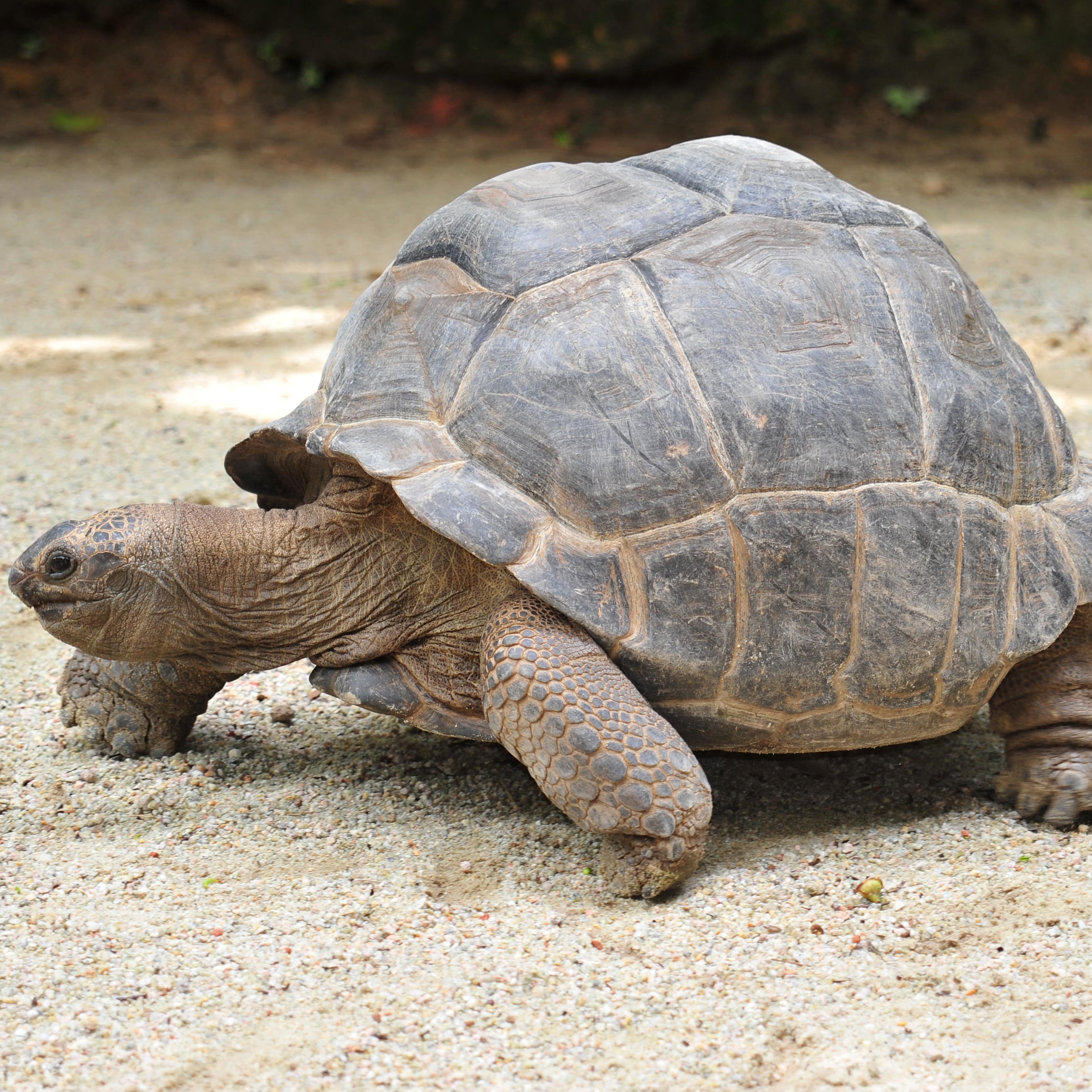 Giant brown tortoise on sad