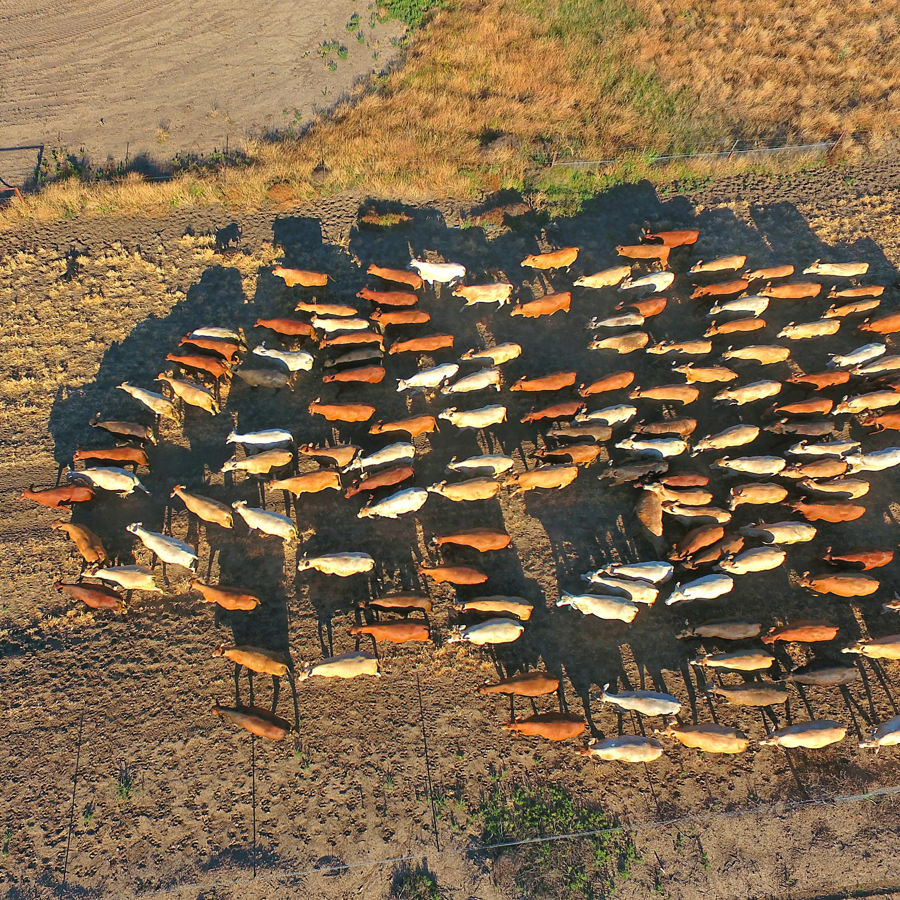 Aerial view of outback cattle mustering, featuring herd of livestock cows and bulls in drought and dusty area