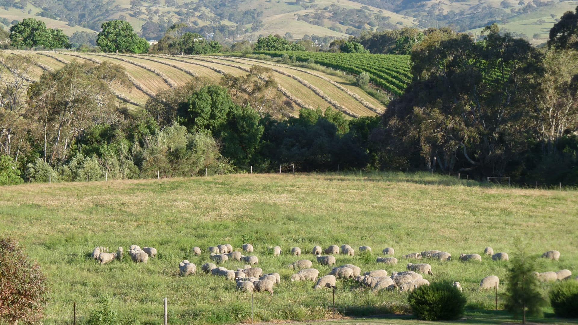 Ramble through the countryside and expansive vineyards from Barossa Valley accommodation