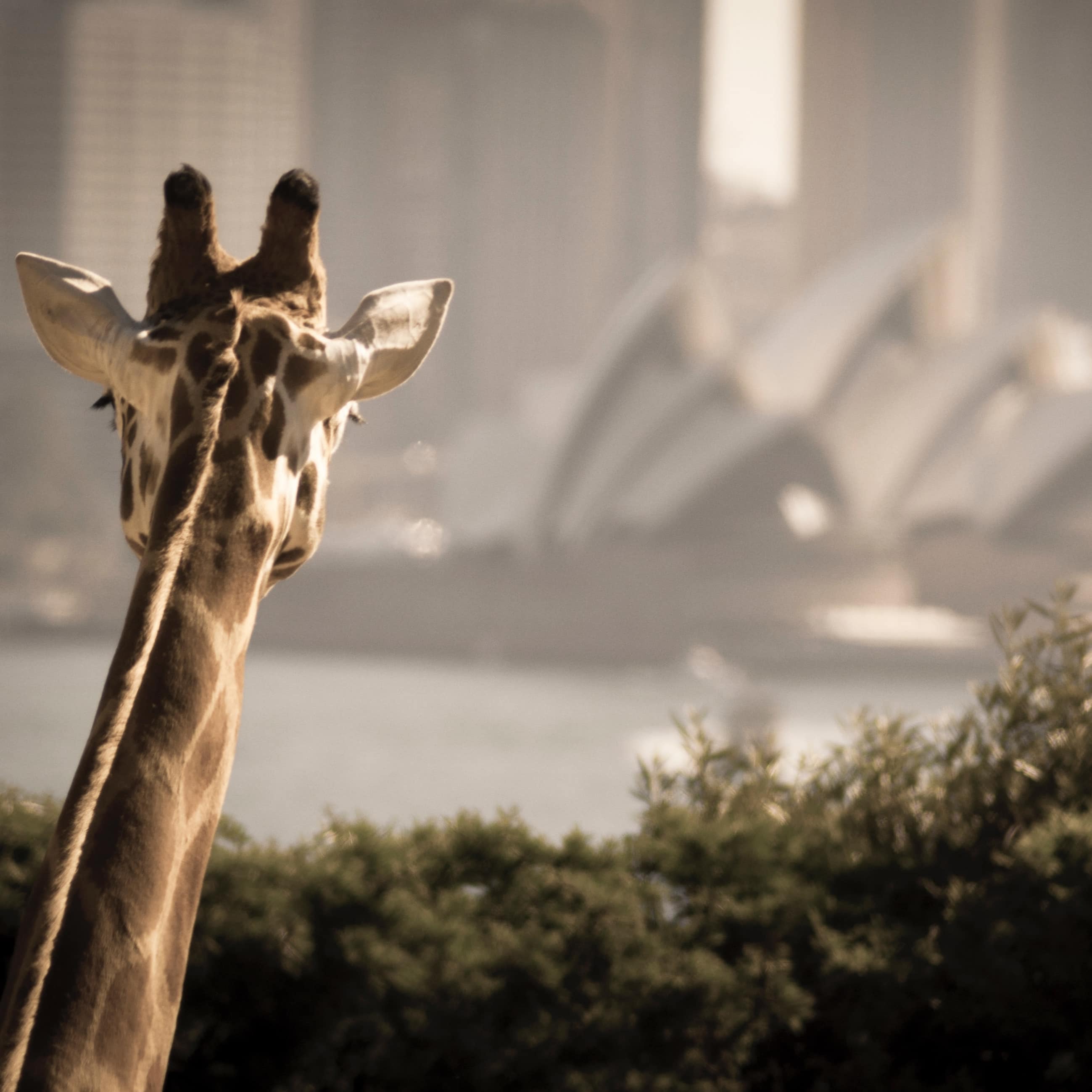 Giraffe in Taronga Zoo looking over shrubbery towards the Sydney Opera House