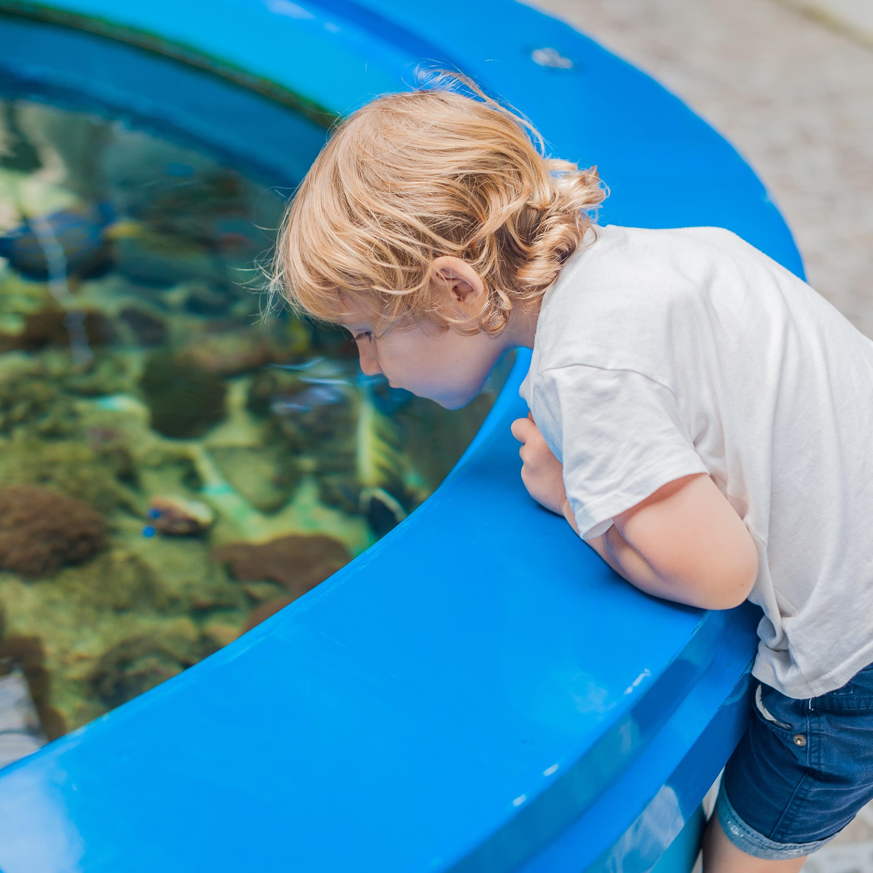 Child looking in a touch pool at an aquarium