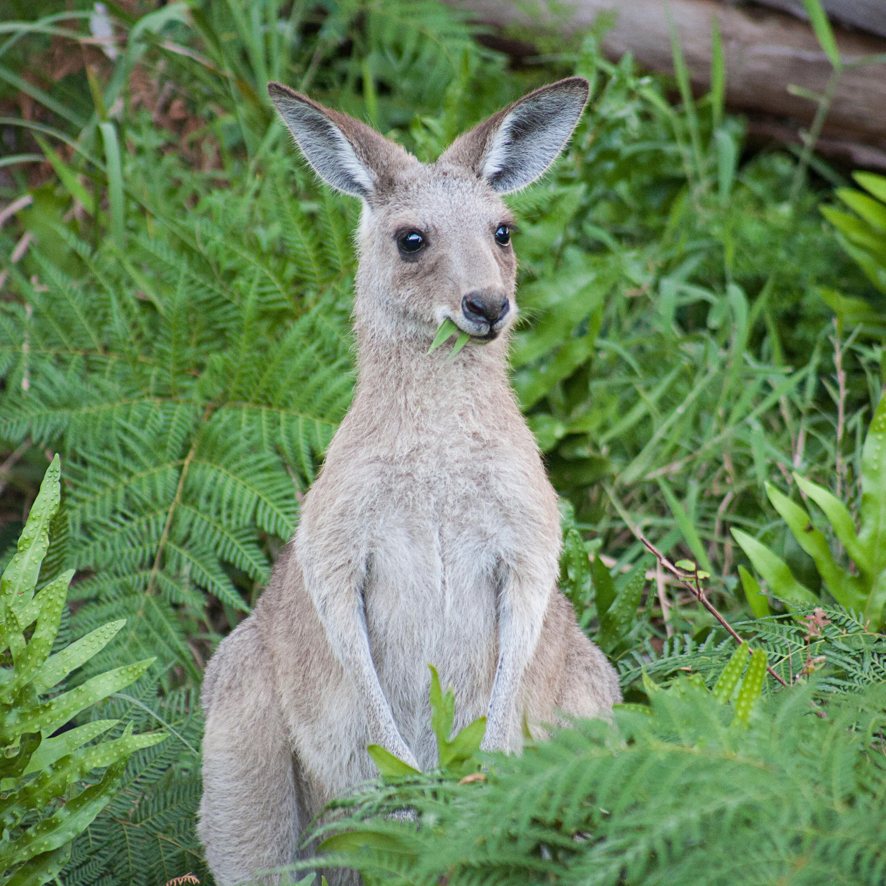 Kangaroo enjoys eating the greenery in the Dandenong Ranges National Park