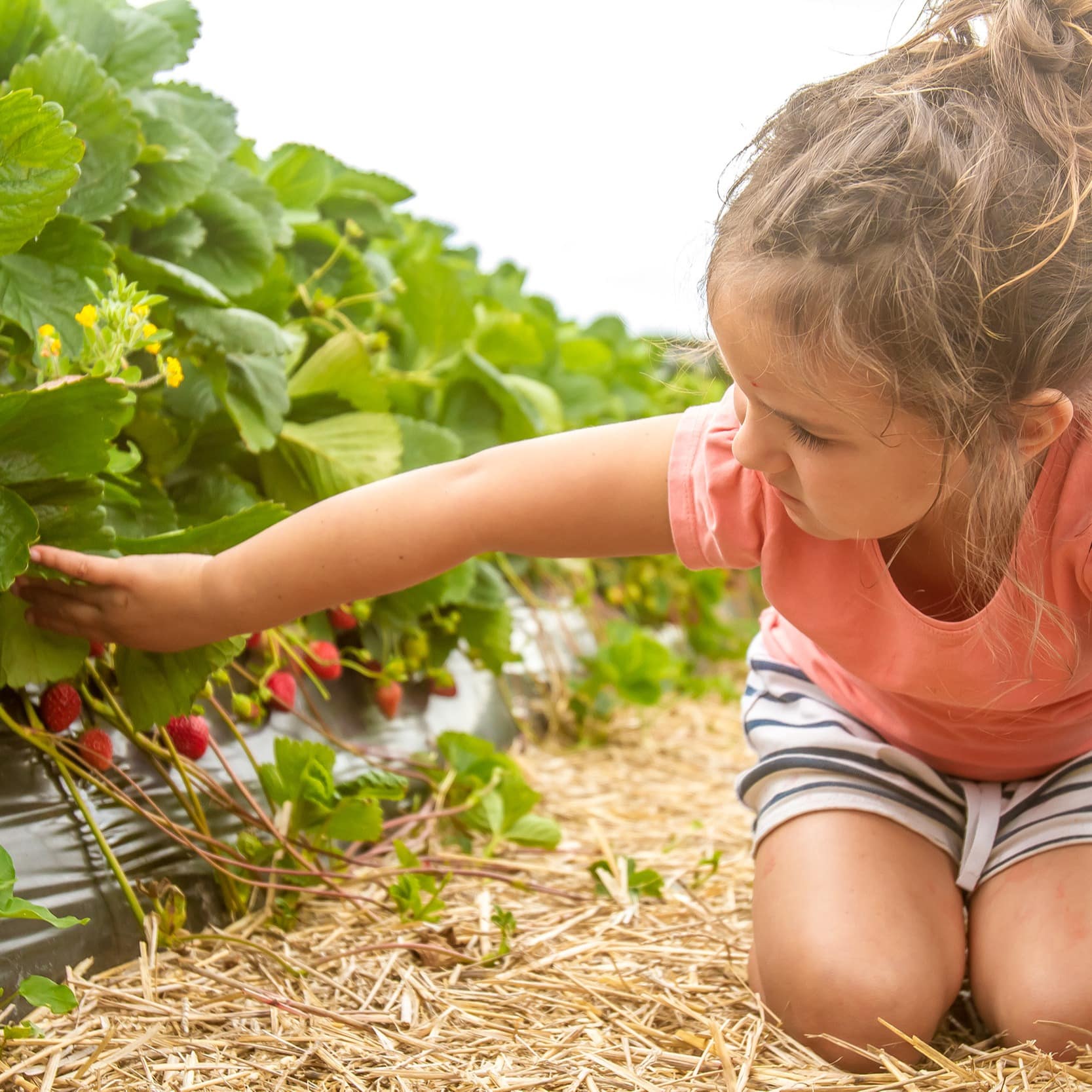 Little girl picking strawberries