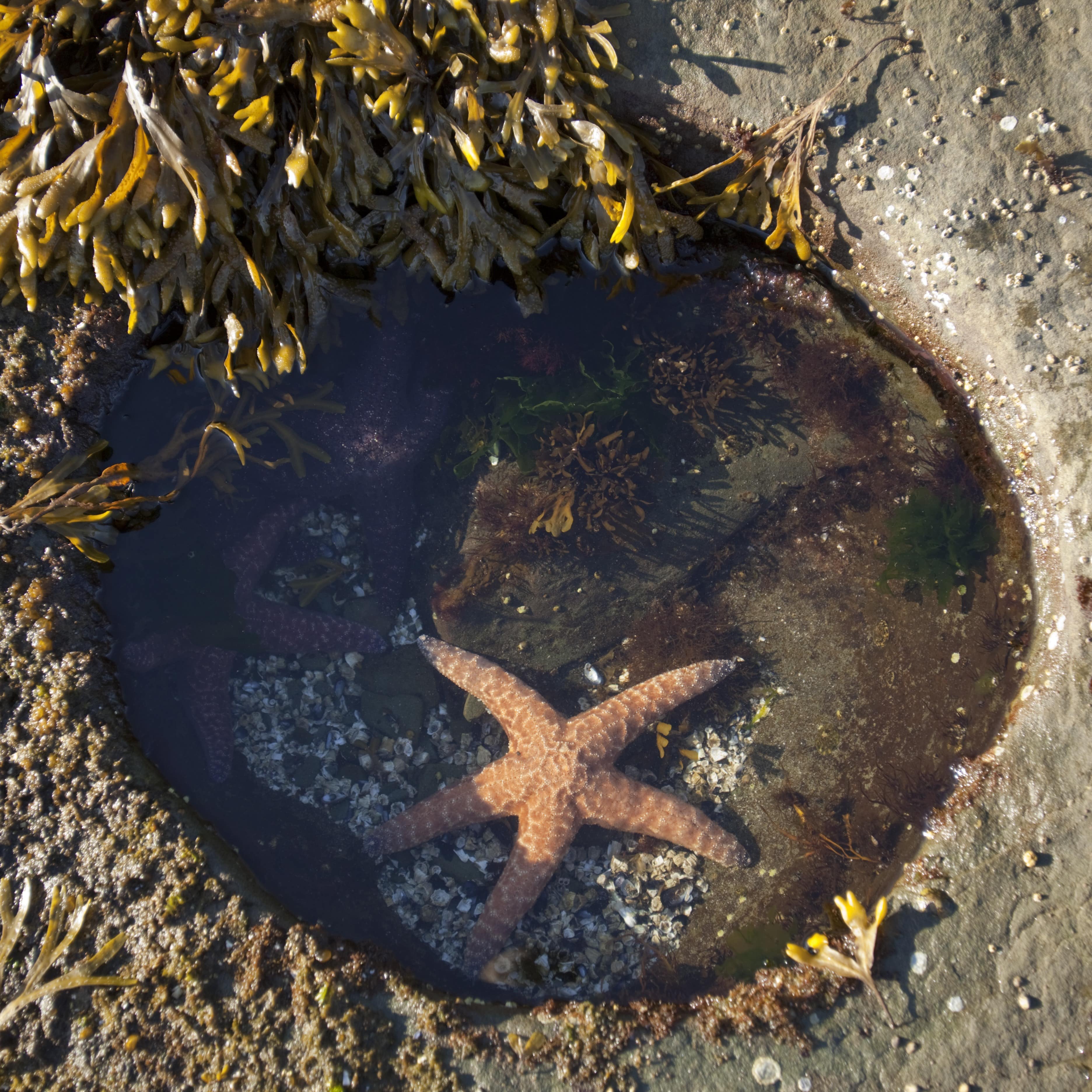 Ochre Sea Star (Piaster ochraceus) in a tidal pool