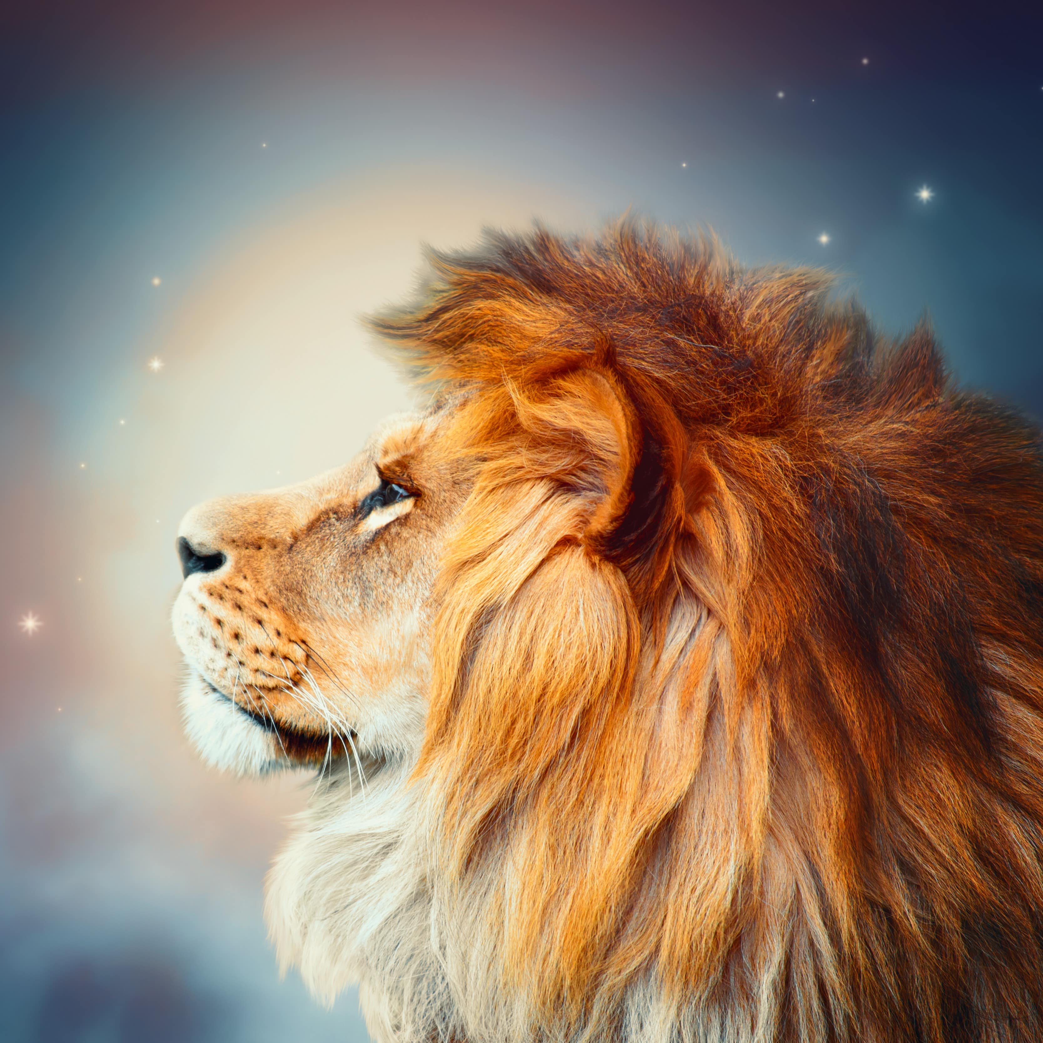 Lion on a moonlit night