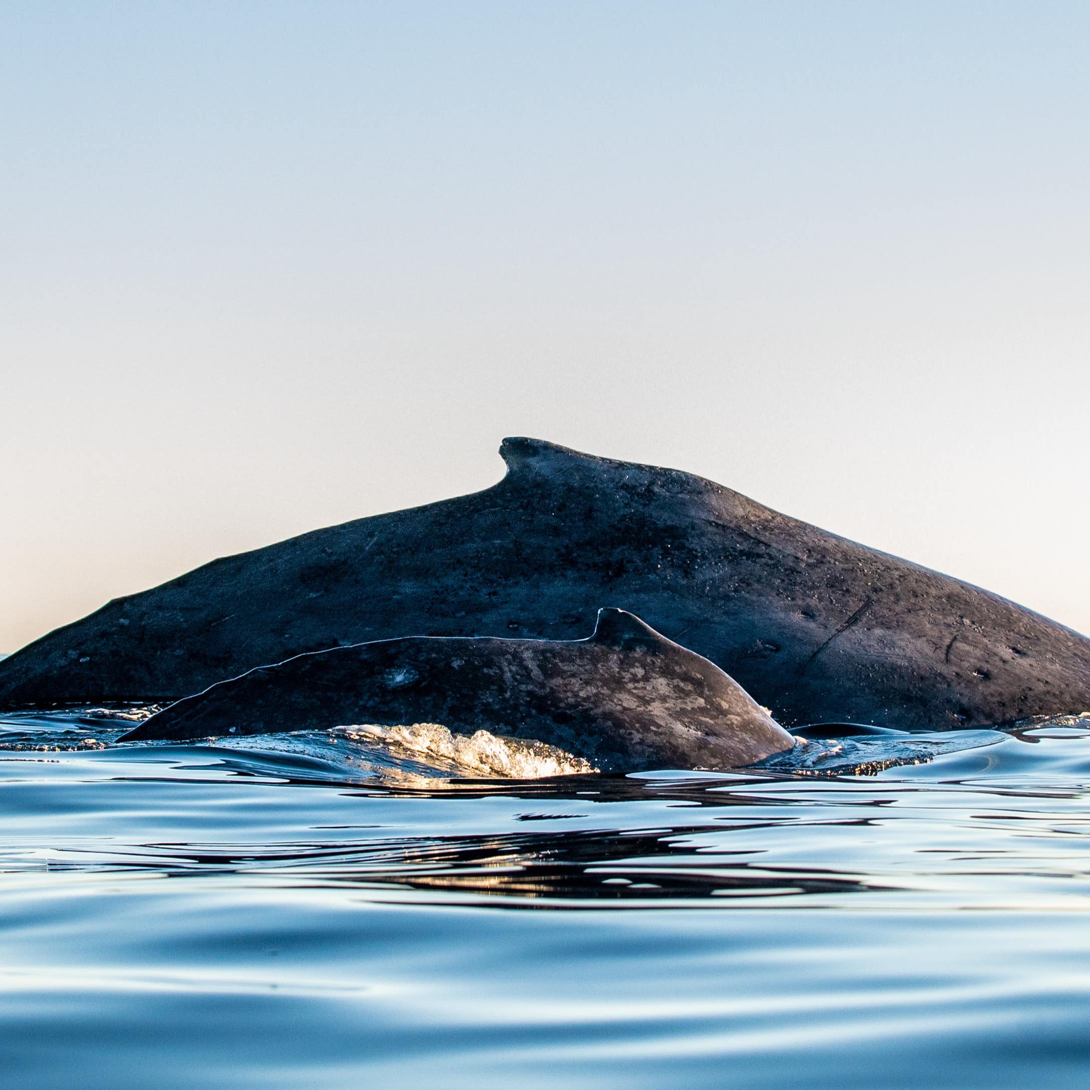 Back of the whale on the surface of the ocean with baby cub