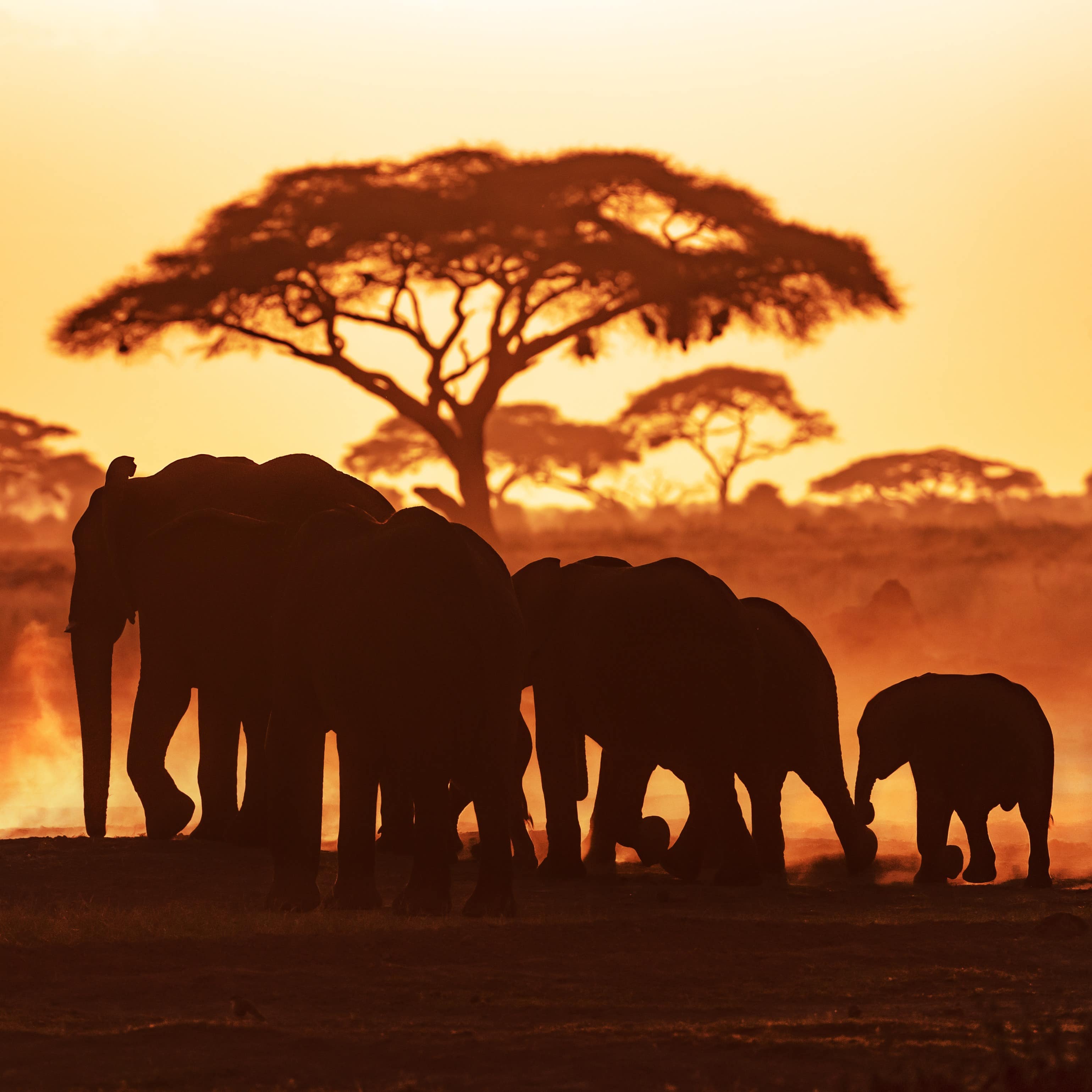 Elephants at sunset