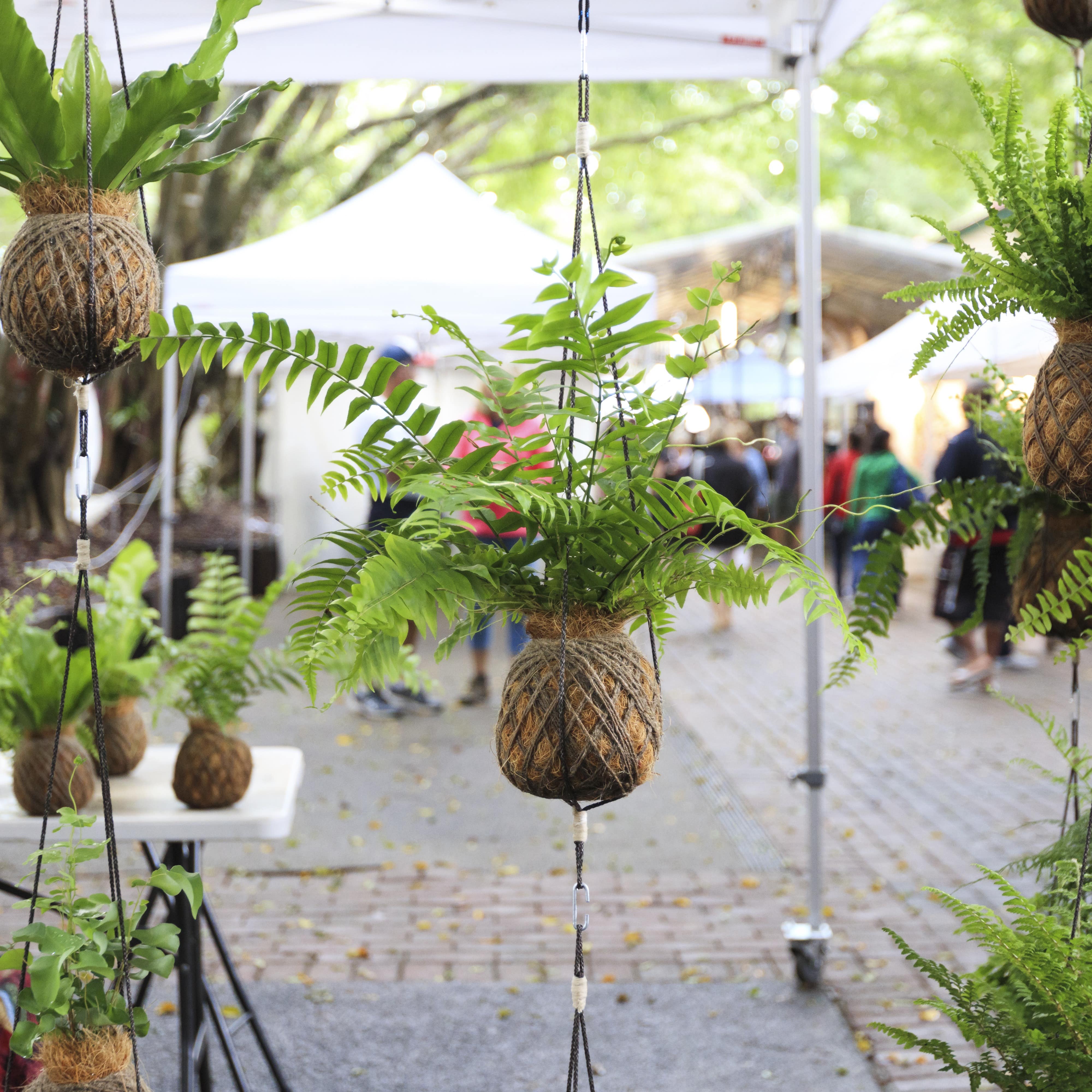 Hanging plants in pineapple shaped base at Eumundi Markets, Sunshine Coast, Queensland, Australia