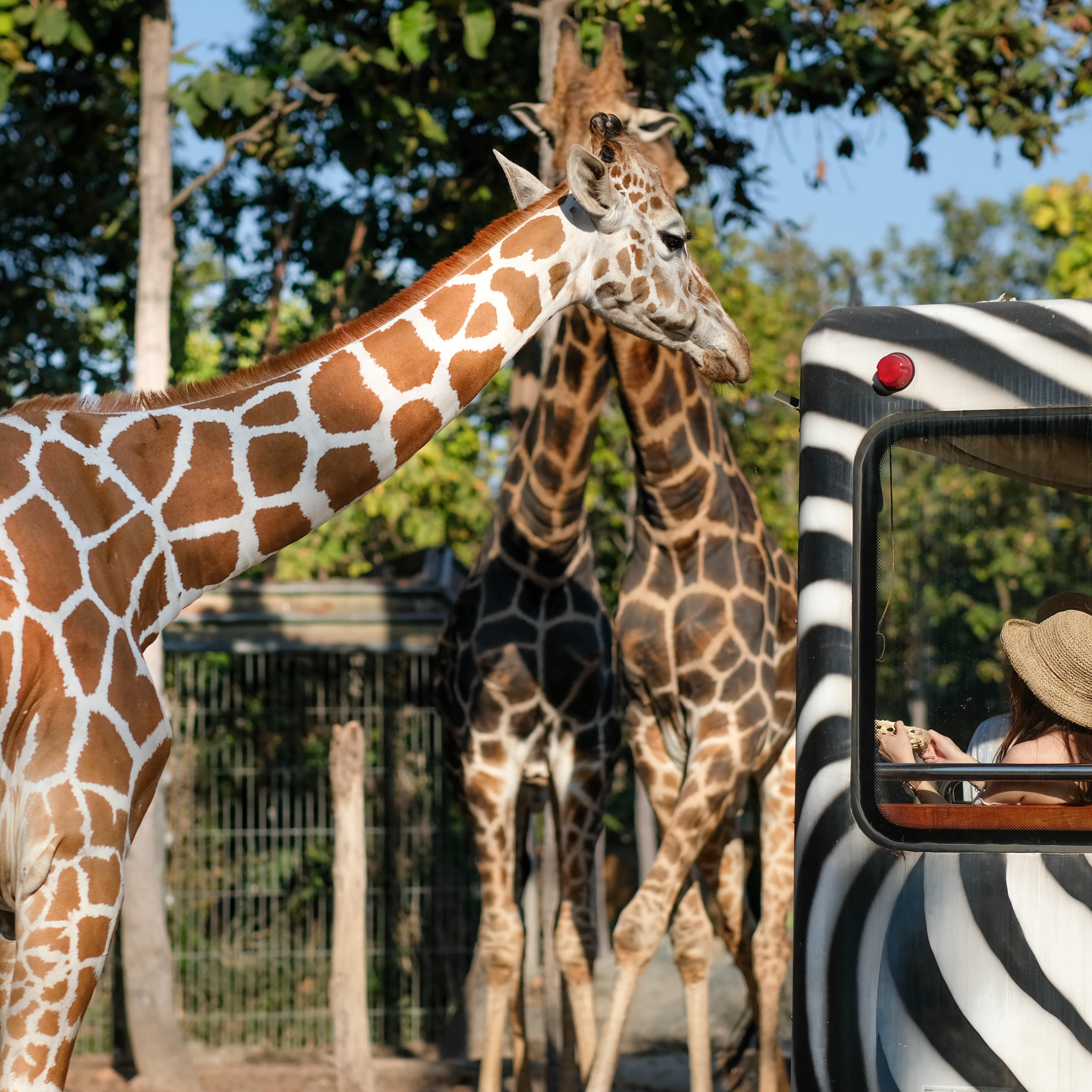 Safari bus at zoo