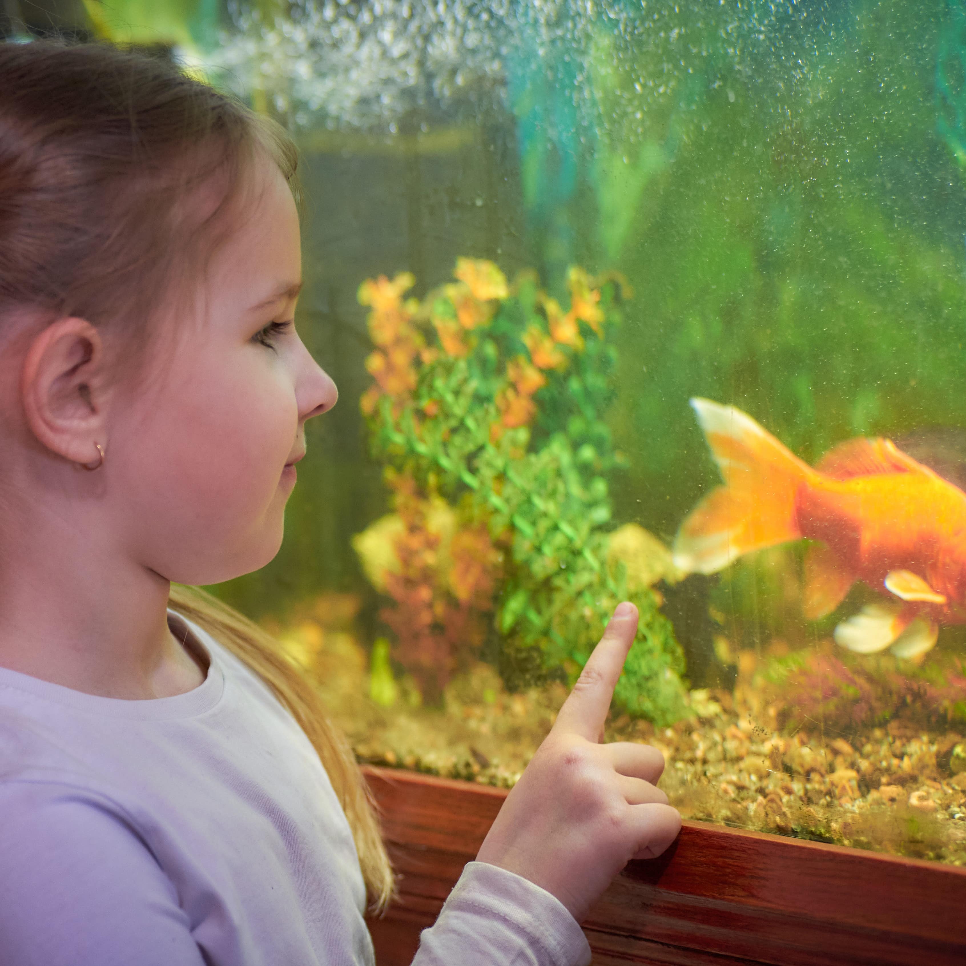 Little girl looking through the glass at an aquarium