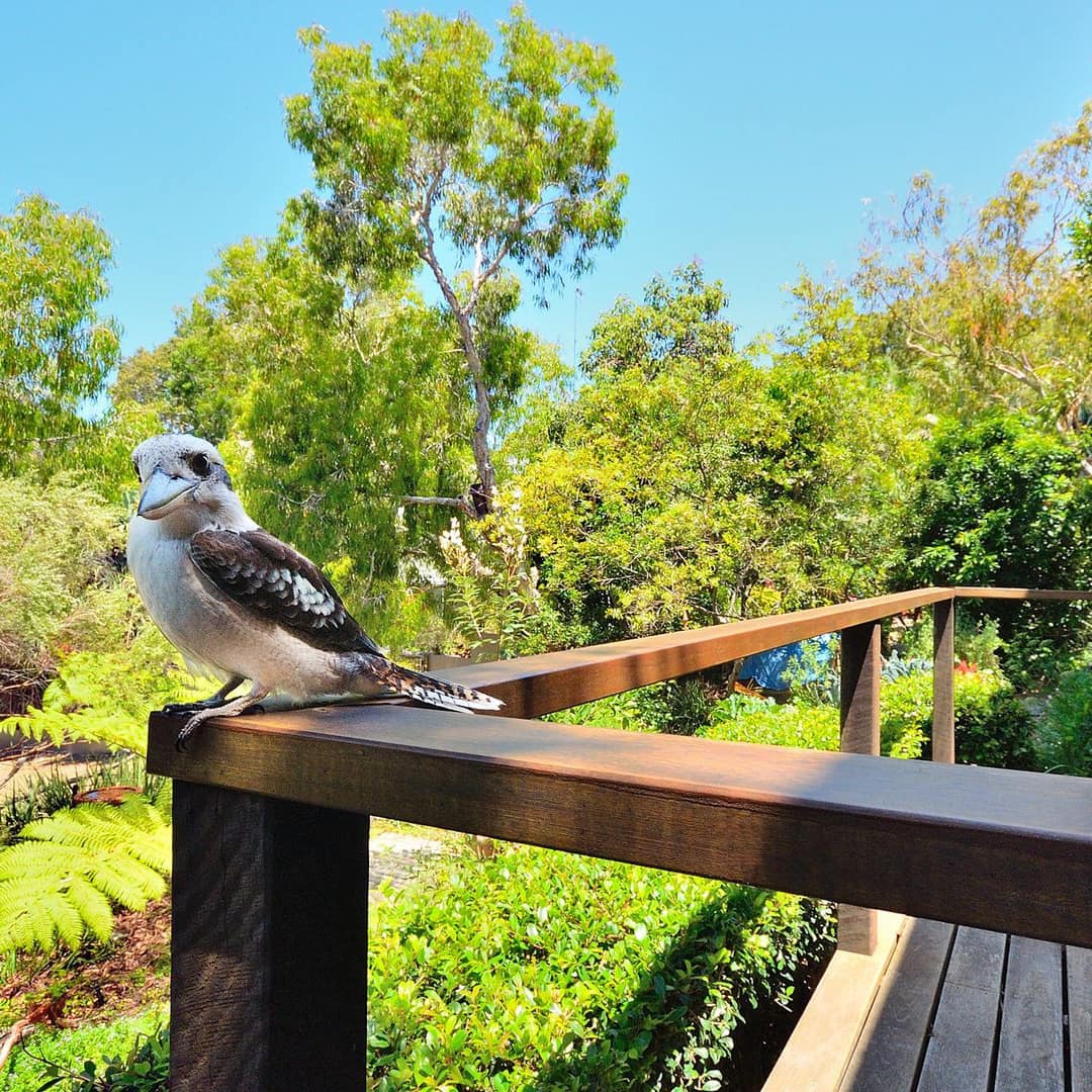 A bird sits on the wood railing of a deck with a wood dining set and surrounded by lush vegetation.