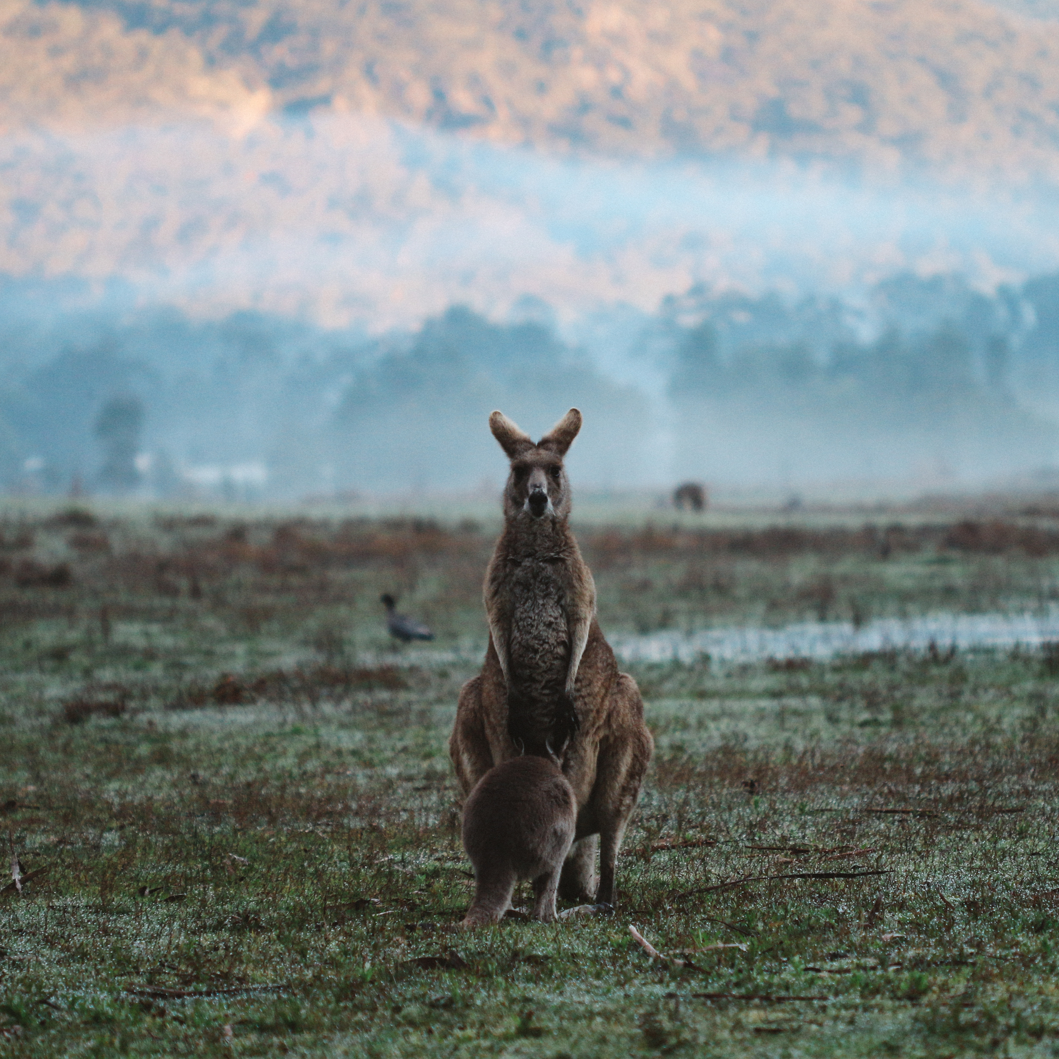 Mother and young kangaroo against the backdrop of Grampians National Park