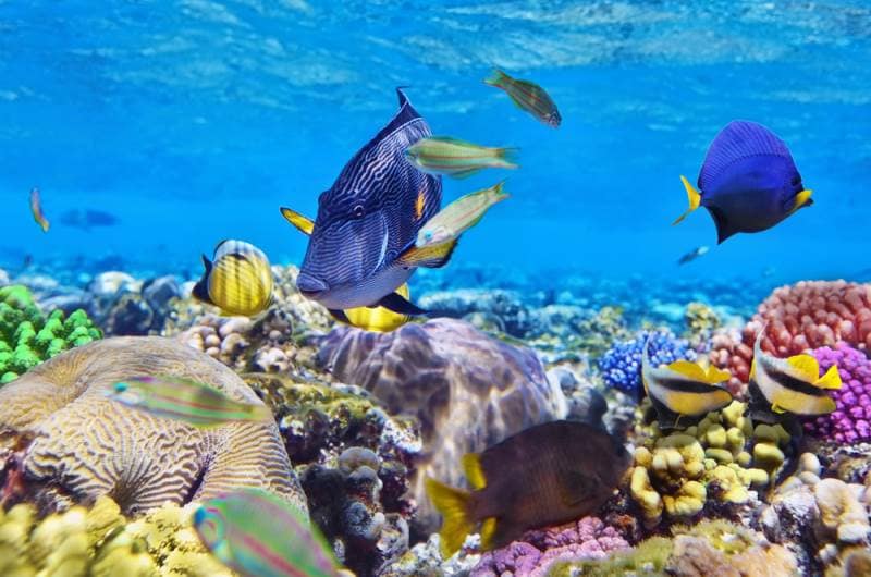 top things to do in townsville - townsville snorkelling