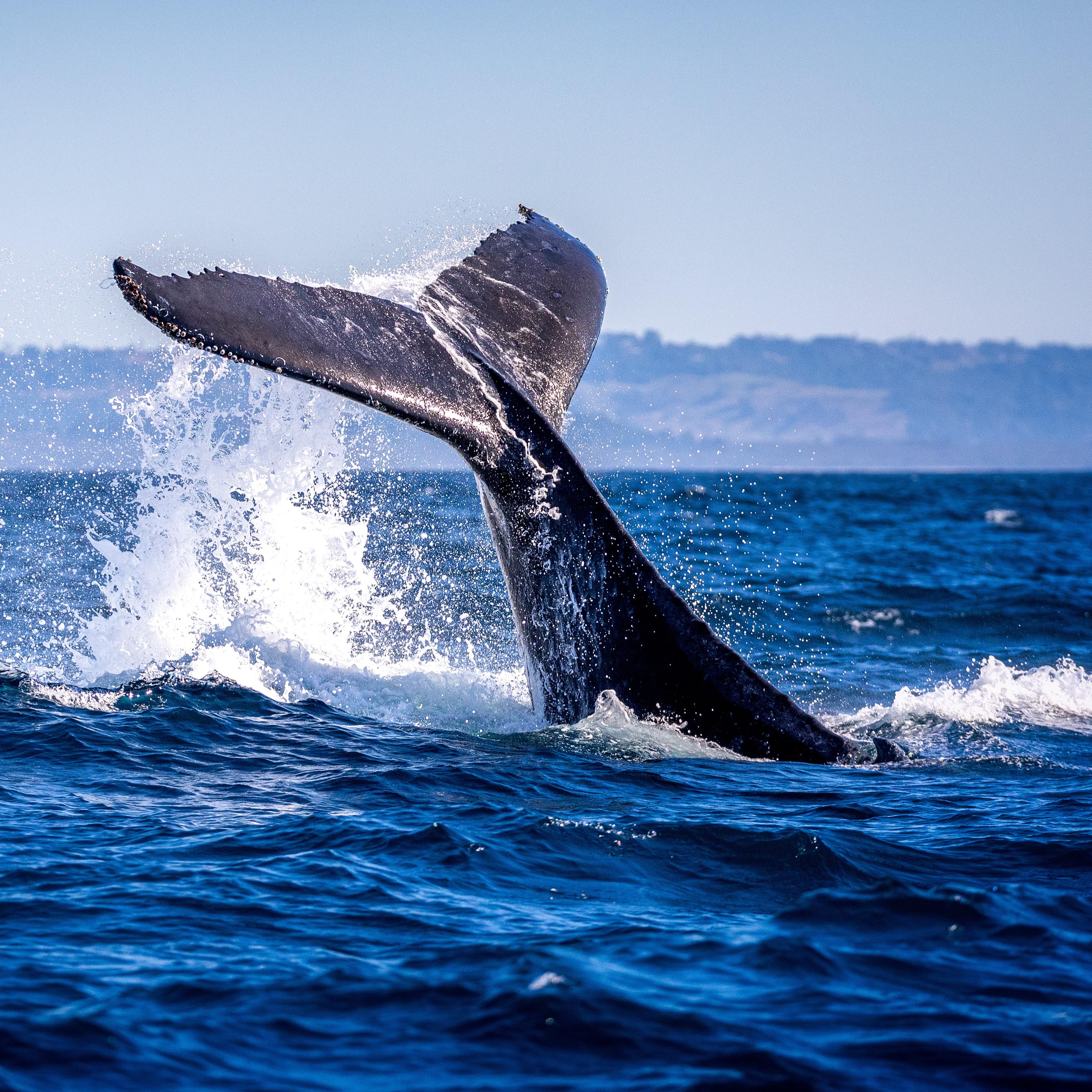 Whale slapping its tail near Byron Bay