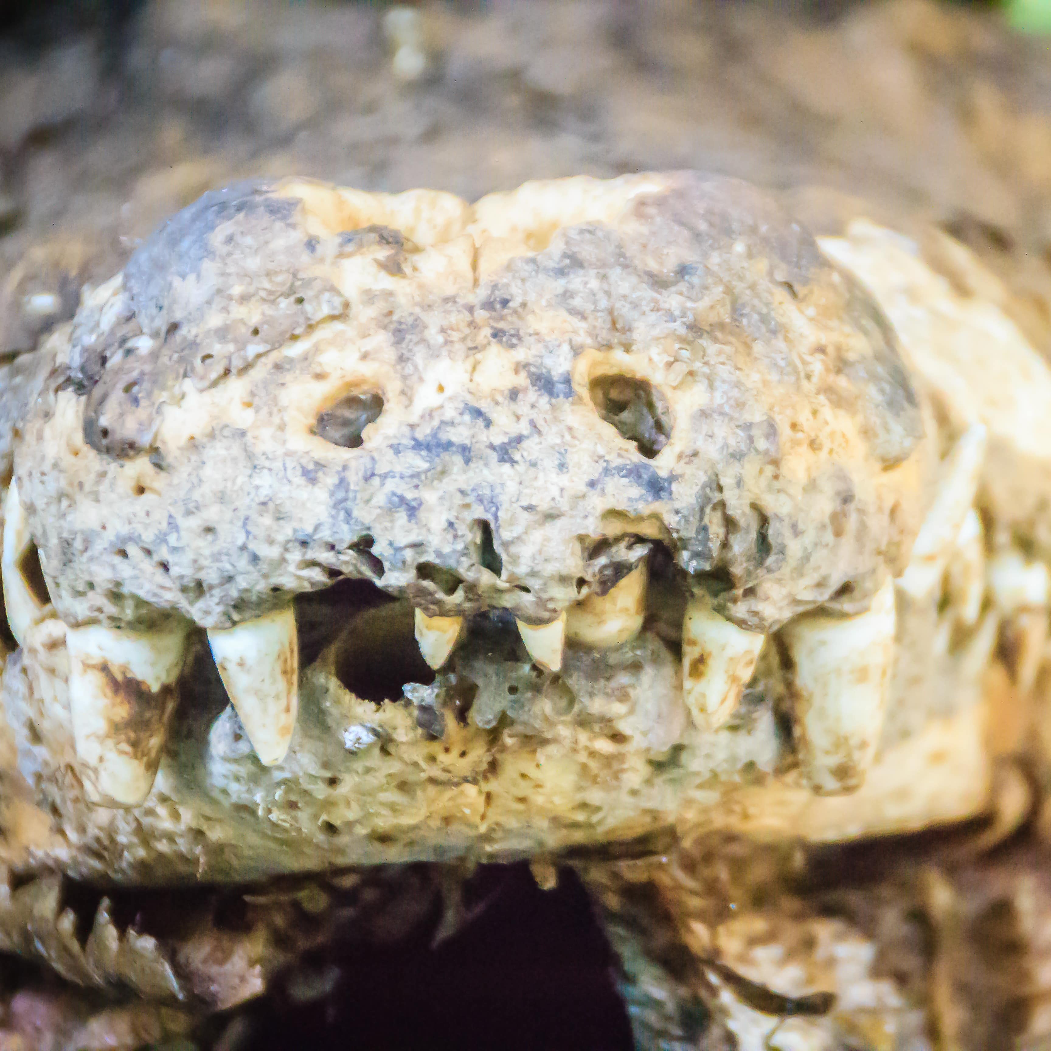 Close up head of taxidermy dead crocodile with fangs showing