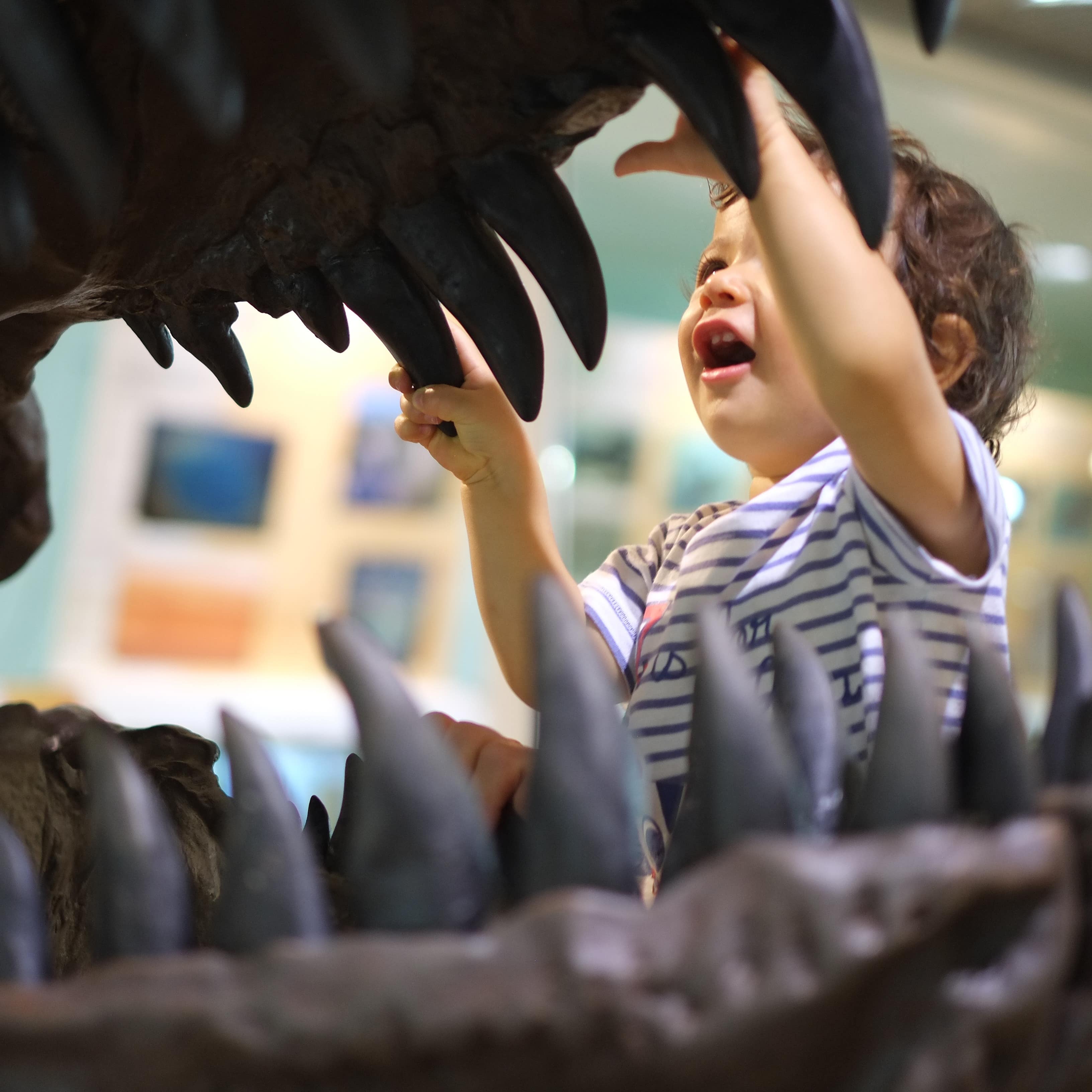 Toddler boy with hands on dinosaur teeth